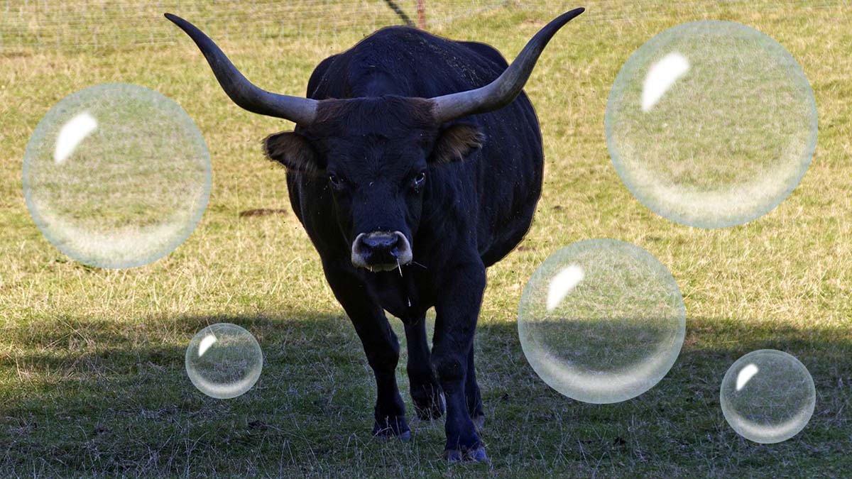 Bubble or Bull Market?
