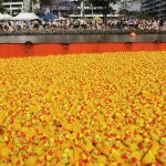 596050-the-great-brisbane-duck-race