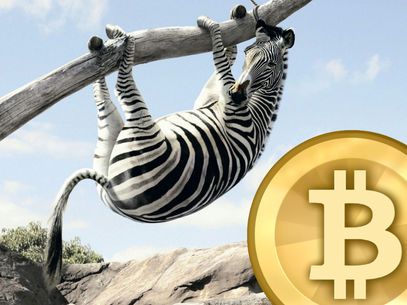 bitcoin zebra