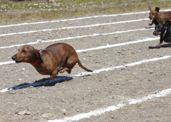 Today’s Top Dogs – 9/28