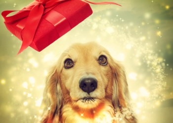 Today’s Top Dog – Sept 16th – Project Bitmark