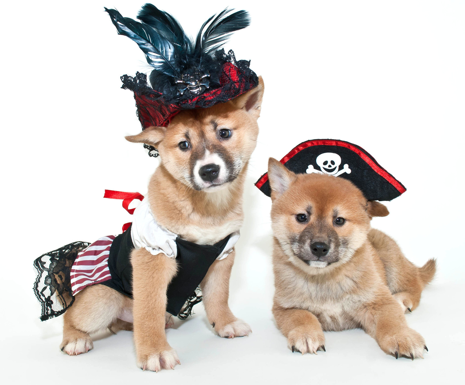 Two Shiba Inu (a breed of dog) puppies. They are small with golden-colored fur. They are both wearing hats; one is wearing a pirate hat and the other is wearing a feather hat.