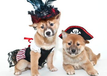 Two Shiba Inu (a breed of dog) puppies. They are small with golden-colored fur. They are both wearing hats; one is wearing a pirate hat and the other is wearing a feather hat.