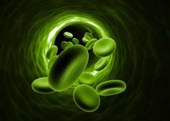 The Concept of Creating a Bitcoin Biowallet