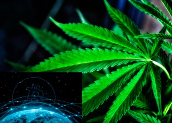 Marijuana Pot Problem