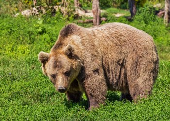 bitcoin price bear market