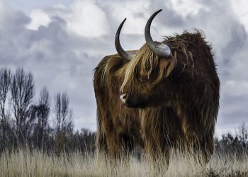 Bitcoin btc bulls are strong