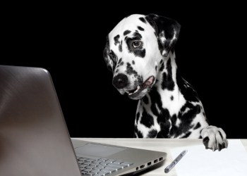 Dash Sets New All-Time High After Latest Partnership Deal