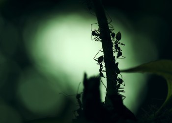 Bug or Feature? Bitmain’s ‘Misunderstanding’ Response Receives Backlash