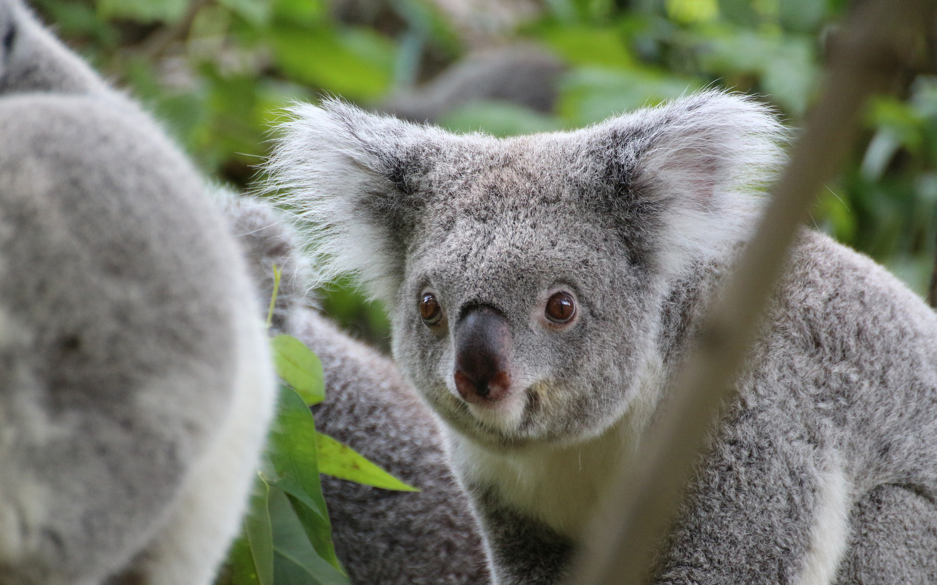 24 Million Australians can now pay their bills with Bitcoin