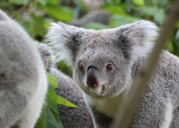 24 Million Australians can now pay their bills with Bitcoin