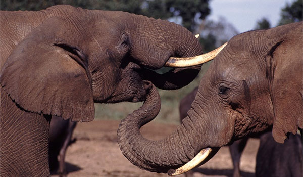 Regulatory Elephants