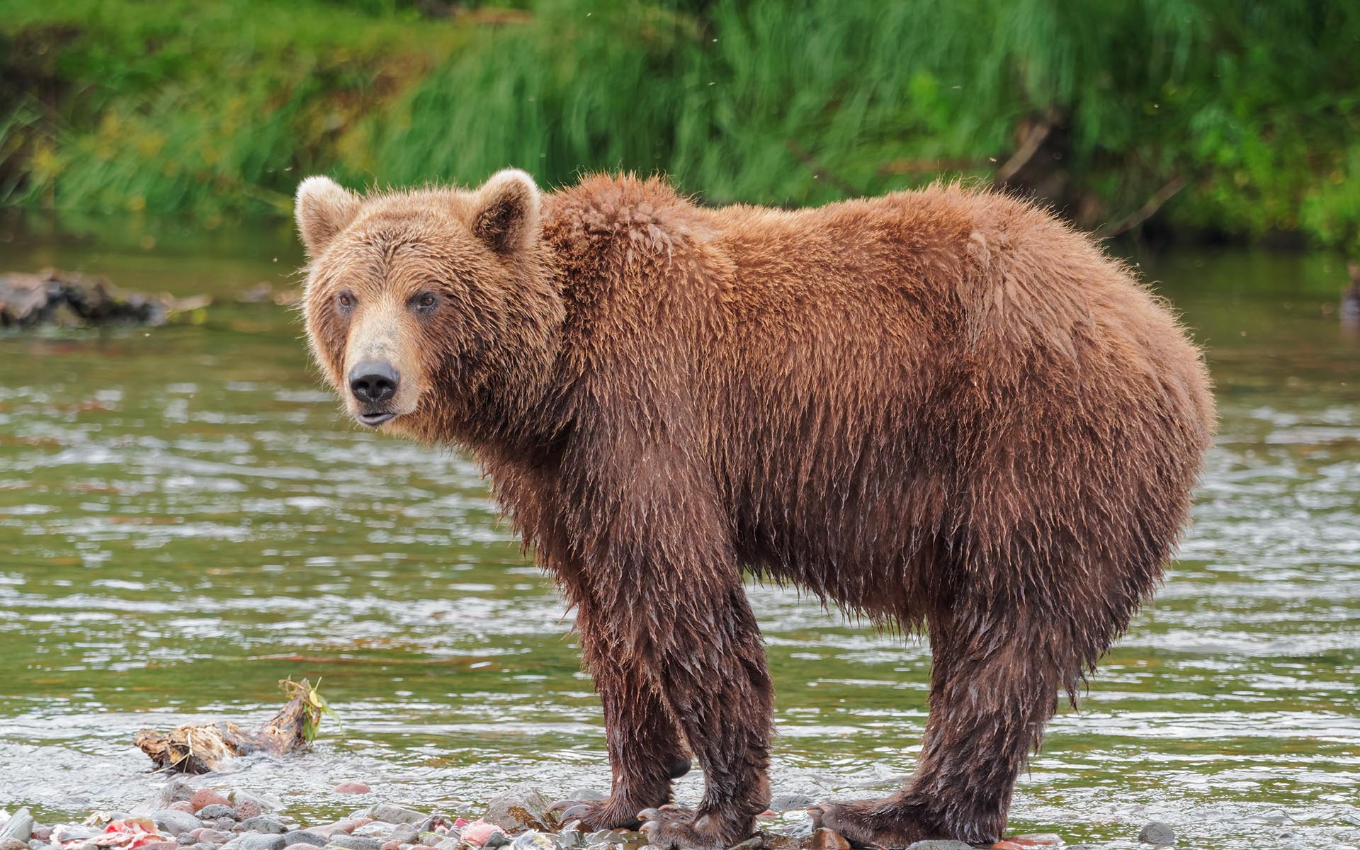 Up In a Down Market? 2 Projects That Could Help You Fend Off the Bear