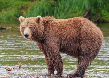 Up In a Down Market? 2 Projects That Could Help You Fend Off the Bear