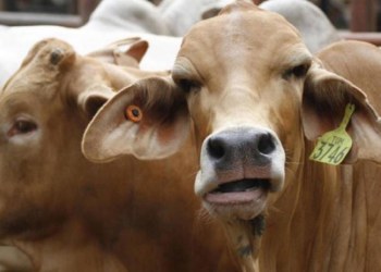 All Hat and No Cattle