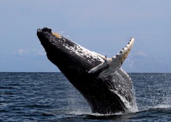 bitcoin whale no-fee transfer