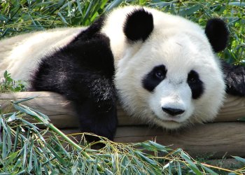 China’s ICO Clampdown Possibly Only Temporary Says China Expert