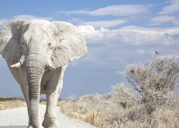 EOS Investors Shell Out $700m for Purposeless Token