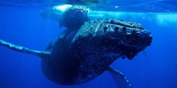 bitcoin whale moves 1 billion