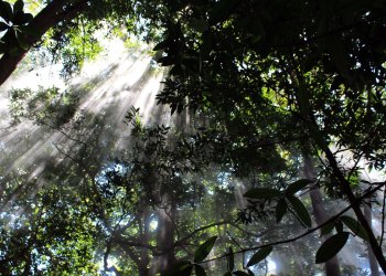 Costa Rica's Tree House Lodge One of the First Hotels to Accept Direct Bitcoin Payments