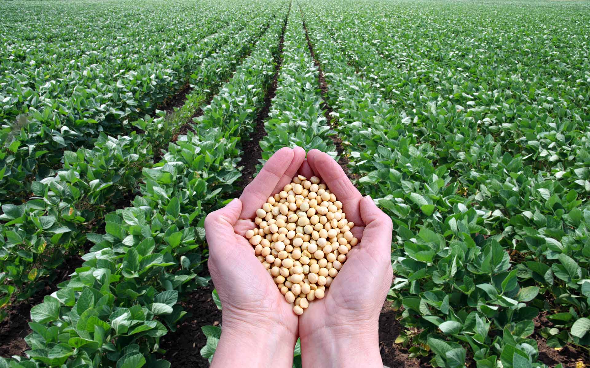US and China Use Blockchain to Trade Soybeans