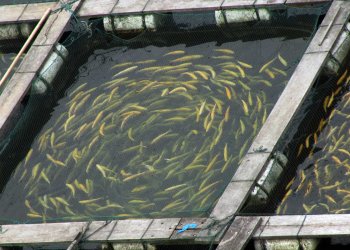 Canada's Sustainable Bitcoin Mining Used To Farm Fish And Crops