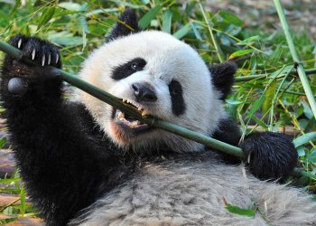 Coinbase: Missing Funds See WhalePanda Threaten Legal Action