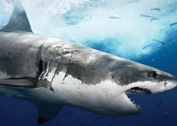 Bitcoin Price Dives Below $10K As Fake News Bites