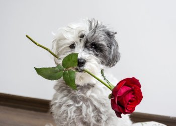 Alliance Shift? ShapeShift Apologizes After ‘Bitcoin Core’ Blunder