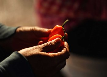 Cryptocurrency Gets Spicy with Habanero-backed Token