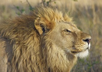 Paxful Trading Volume Shows Popularity of Bitcoin in Africa Continues to Grow