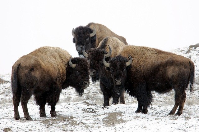 Wyoming bison