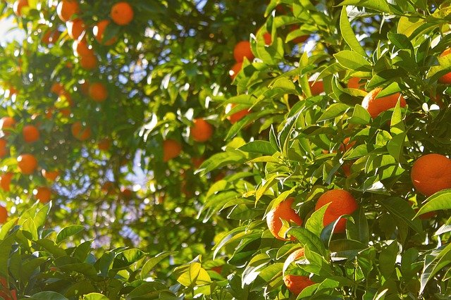 orange tree