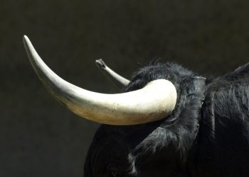 Parabolic Bitcoin Price, Bullish Future: 8 Reasons For Optimism