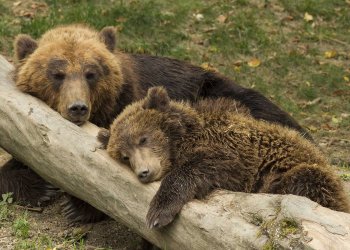 Bullish Bitcoin Signals Suggesting Bears Nearing Point of Exhaustion