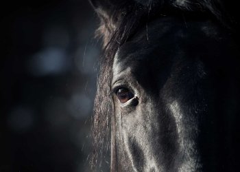 Paymon: The Dark Horse Of The Crypto Verse