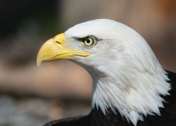 Experts: Cryptocurrency is ‘A Multi-Decade Trend’ and ‘Proxy for True Freedom’