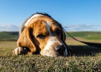 Bitcoin Demanded for Safe Return of Beloved Dog