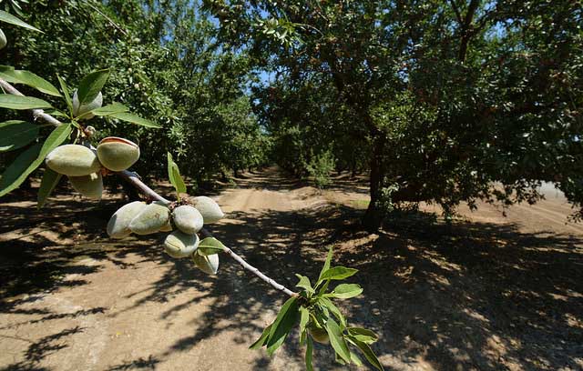 Almonds are California’s better timberline nut crop