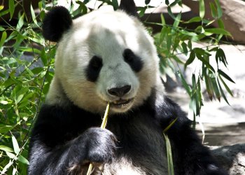 China Government Begins Blockchain Standards Creation, Eyes 2019 Deadline