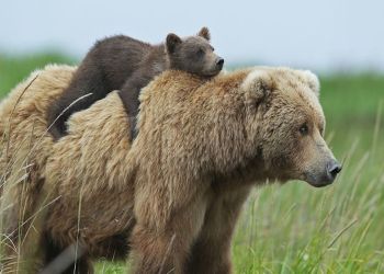 Bitcoin Price Analysis: Oh Boy, the Bears are Back in Town!