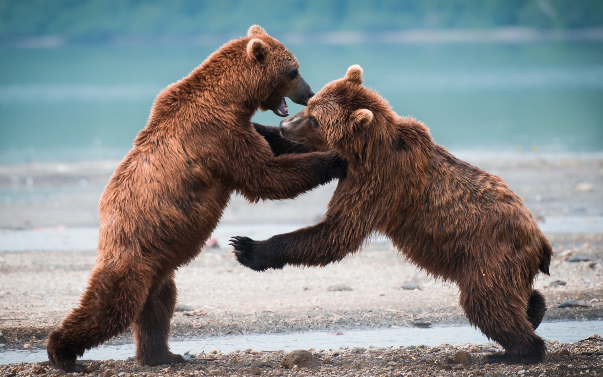 Warren Buffett Tops Jamie Dimon in Battle of the Bitcoin Bears