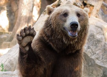 Tone Vays: Bitcoin Hitting $4975 Is ‘Most Optimistic’ Bear Market Price Outlook