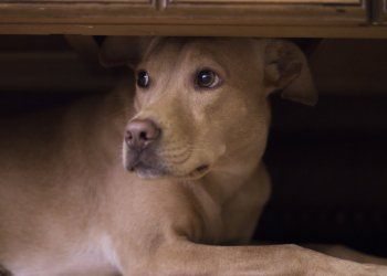 John McAfee Quits Promoting ICOs ‘Due to SEC Threats’