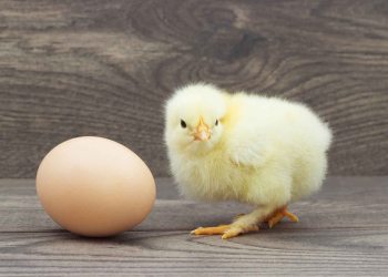 Can Blockchain Exist Without Bitcoin?