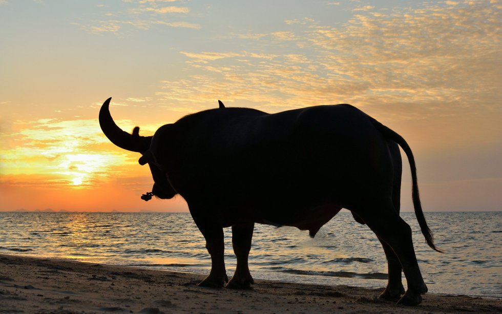 bull bitcoin price BTC price