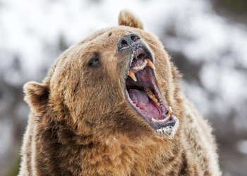 Bears Capitalize on Uncertainty as Bitcoin Price Drops Below $7,300
