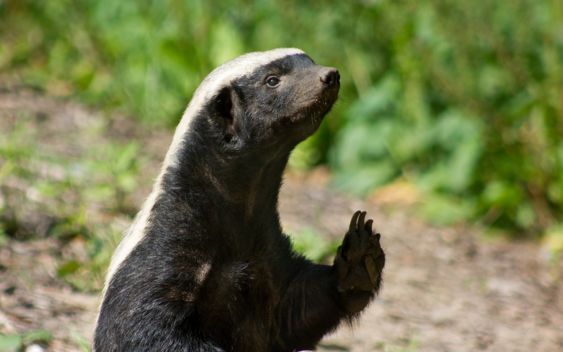 ‘We Don’t Accept Shady Coins’ – Baltic Honey Badger Conference [Interview]