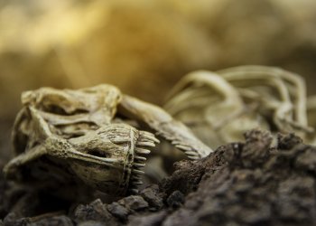 Altcoin ‘Extinction’ Event Could Happen Now, Says Xapo President