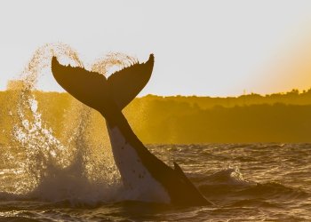 Mt. Gox whale bitcoin